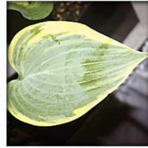 Blue Flame (16"x32") - Hosta Choice Gardens - Becancour, QC