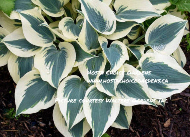 Blue Ivory (16"x30") PP19,623 - Hosta Choice Gardens - Becancour, QC