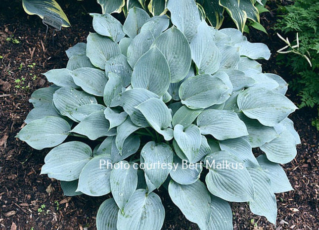 Blue Jewel (12"x26") - Hosta Choice Gardens - Becancour, QC