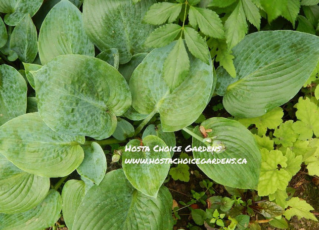 Blue Moon (10"x24") - Hosta Choice Gardens - Becancour, QC