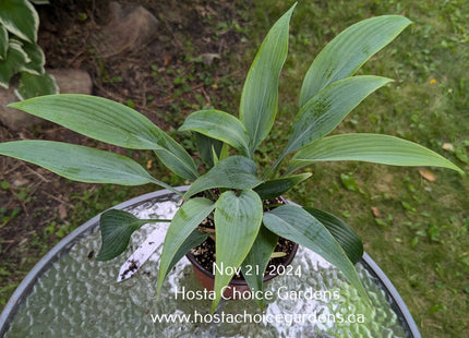 Blue Tooth (18"x36") - Hosta Choice Gardens - Becancour, QC