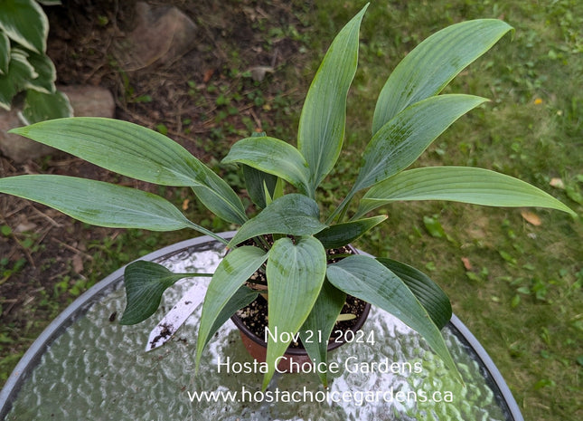 Blue Tooth (18"x36") - Hosta Choice Gardens - Becancour, QC