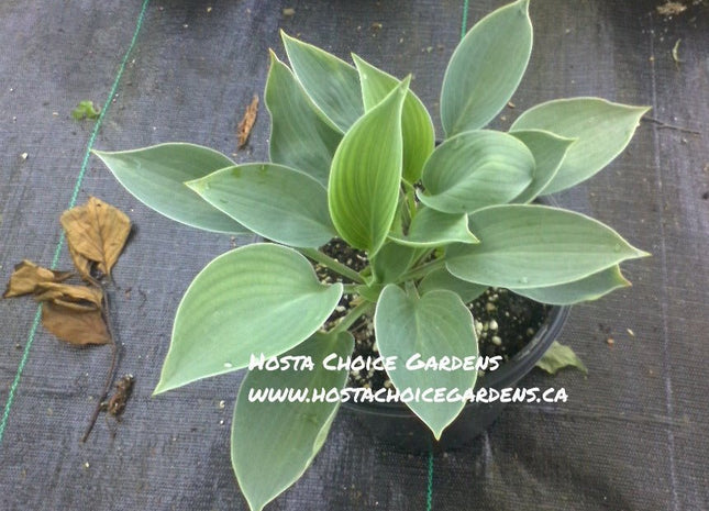 Blue Troll (15"x33") - Hosta Choice Gardens - Becancour, QC