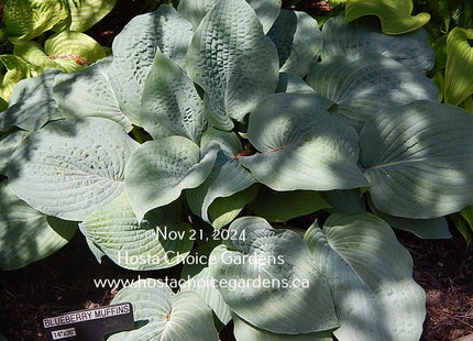 Blueberry Muffin (14"x36) - Hosta Choice Gardens - Becancour, QC