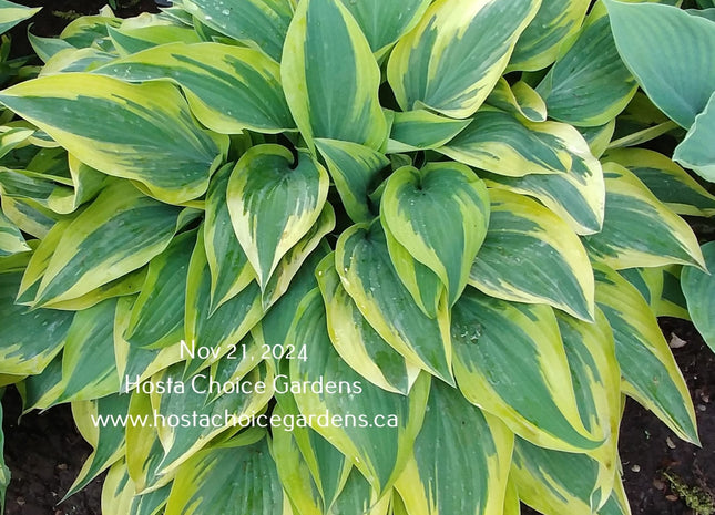 Bobcat (16"x25") - Hosta Choice Gardens - Becancour, QC