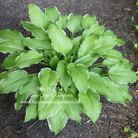 Bogie and Bacall (13"x32") - Hosta Choice Gardens - Becancour, QC