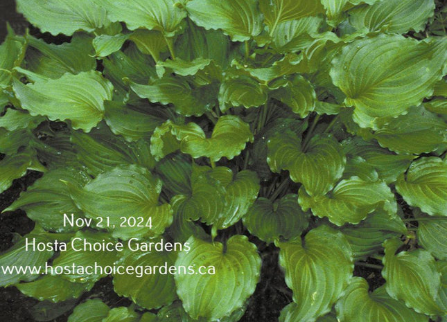 Bridegroom (16"x34") - Hosta Choice Gardens - Becancour, QC