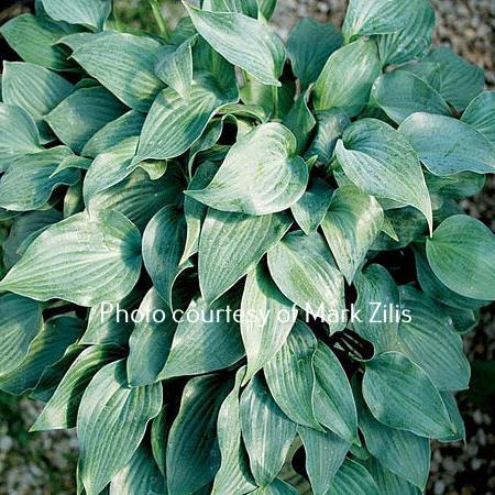 Bubbatini (10"x25") - Hosta Choice Gardens - Becancour, QC