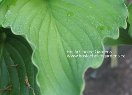 Celtic Dancer (16"x27") - Hosta Choice Gardens - Becancour, QC