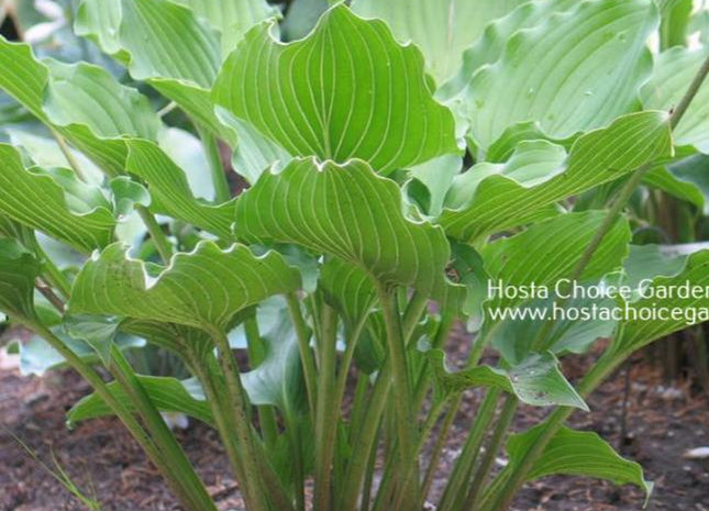 Celtic Dancer (16"x27") - Hosta Choice Gardens - Becancour, QC