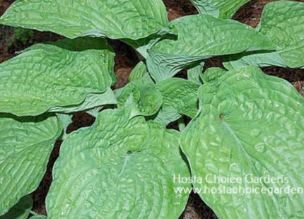 Chanticleer (28"H) - Hosta Choice Gardens - Becancour, QC