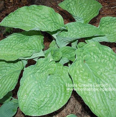 Chanticleer (28"H) - Hosta Choice Gardens - Becancour, QC