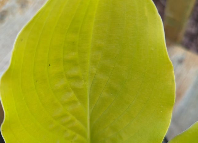 Checkered Cab (13"x52") - Hosta Choice Gardens - Becancour, QC