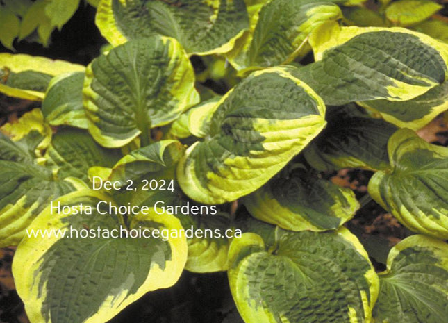 Christmas Pageant (23"x42") - Hosta Choice Gardens - Becancour, QC