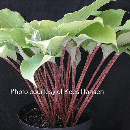 Cinnamon Sticks (13"x27") - Hosta Choice Gardens - Becancour, QC