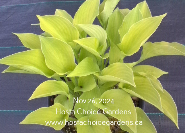 Citratini (8"x20") - Hosta Choice Gardens - Becancour, QC