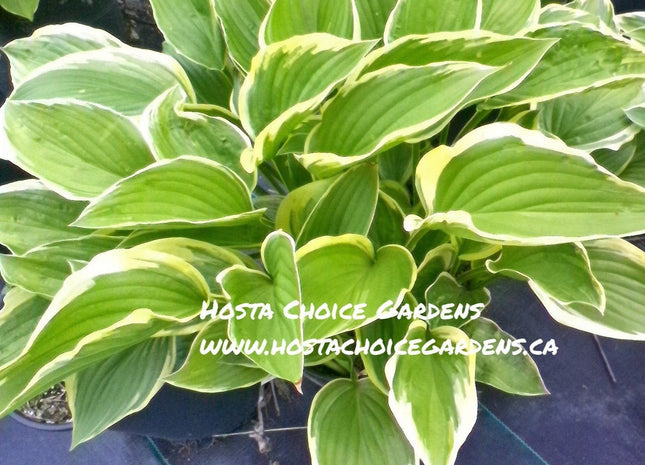 Cleopatra (18"x50") - Hosta Choice Gardens - Becancour, QC