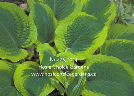 Climax (22"x48") - Hosta Choice Gardens - Becancour, QC