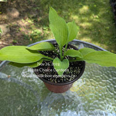 Cloud Lime O/S (17"H) - Hosta Choice Gardens - Becancour, QC