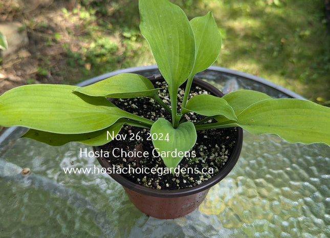 Cloud Lime O/S (17"H) - Hosta Choice Gardens - Becancour, QC