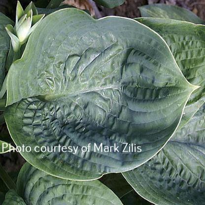 Cloudburst (16"x33") - Hosta Choice Gardens - Becancour, QC