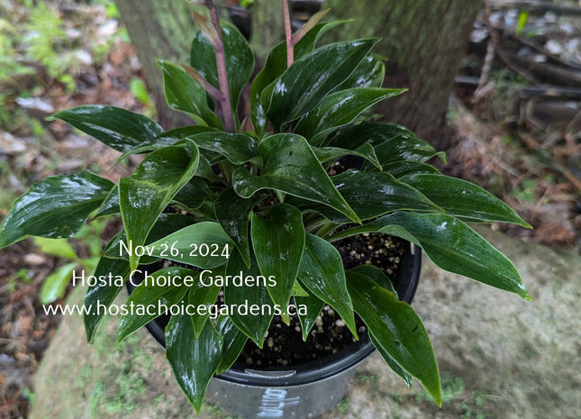 Cooltini (11"x26") - Hosta Choice Gardens - Becancour, QC