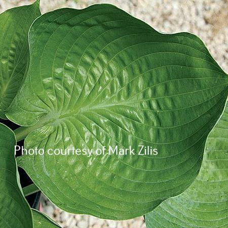 Cousin Lou Ann (18"x35") - Hosta Choice Gardens - Becancour, QC