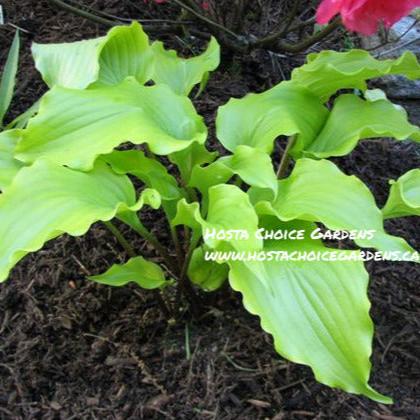 Cranberry Wine (13"x21") - Hosta Choice Gardens - Becancour, QC