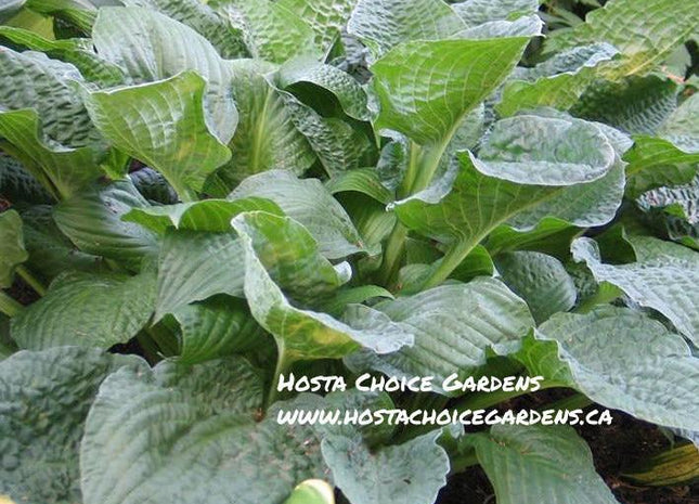 Crinkled Leather (22"x34") - Hosta Choice Gardens - Becancour, QC