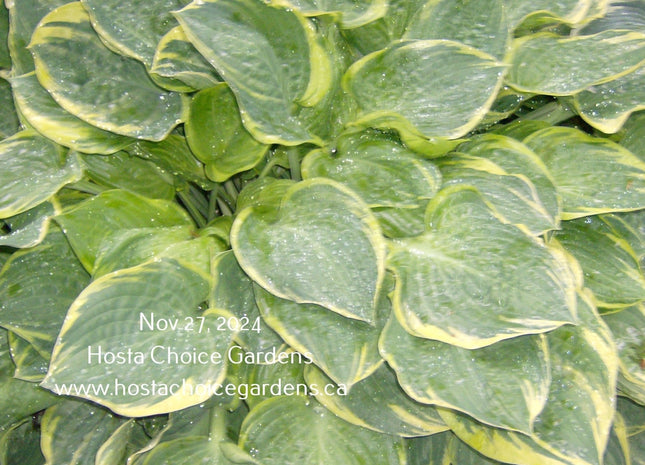 Crusader (18"x42") - Hosta Choice Gardens - Becancour, QC