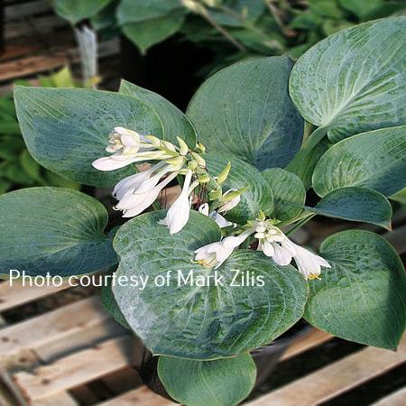 Cupatini (12"x26") - Hosta Choice Gardens - Becancour, QC