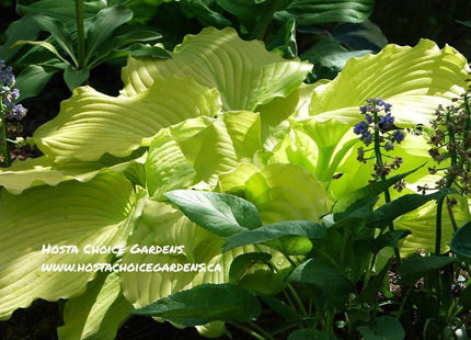 Dancing Queen (19"x38") - Hosta Choice Gardens - Becancour, QC