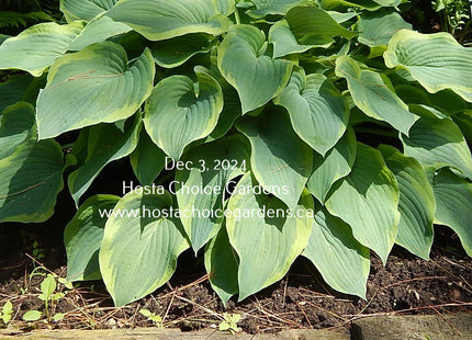 Deja Blue (14"x20") - Hosta Choice Gardens - Becancour, QC