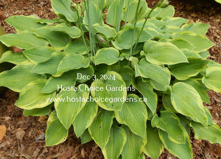 Deja Blue (14"x20") - Hosta Choice Gardens - Becancour, QC