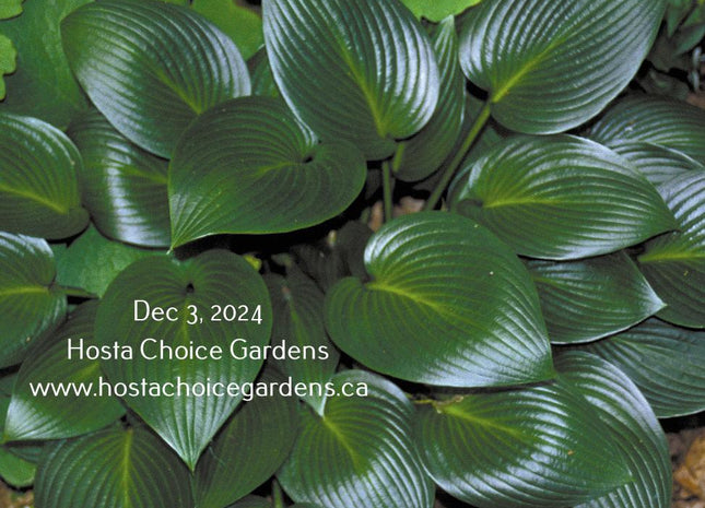 Devon Green (13"x27") - Hosta Choice Gardens - Becancour, QC