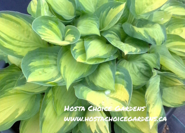 Dinner Mint (10"x20") - Hosta Choice Gardens - Becancour, QC