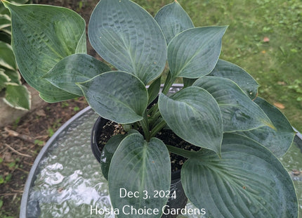 Dixie Cups (15"x24") - Hosta Choice Gardens - Becancour, QC