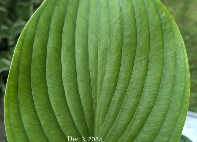 Domaine de Courson (28"x59") - Hosta Choice Gardens - Becancour, QC