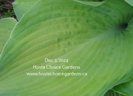 Double D Cup (20"x41") - Hosta Choice Gardens - Becancour, QC