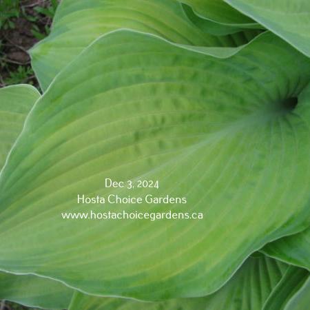 Double D Cup (20"x41") - Hosta Choice Gardens - Becancour, QC