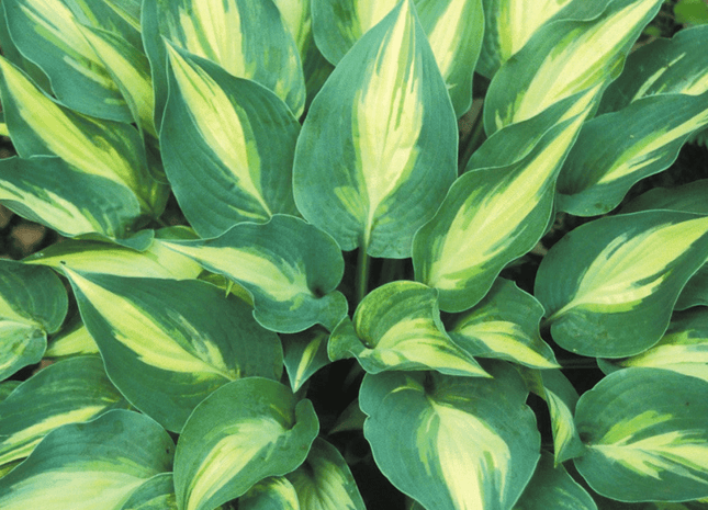 Extasy (10"x17") - Hosta Choice Gardens - Becancour, QC