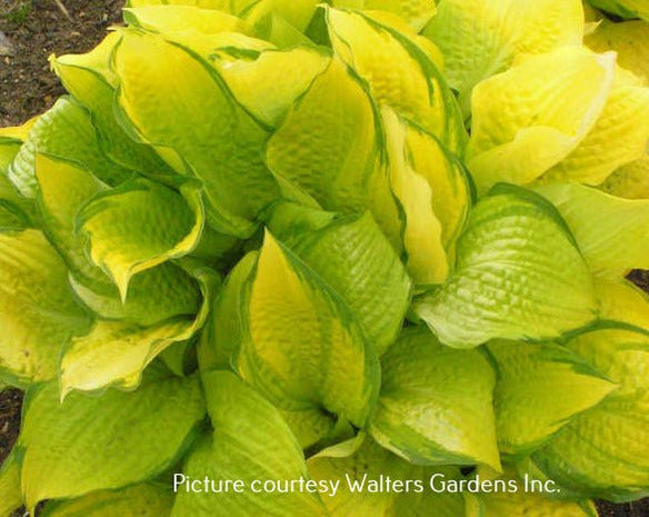 Eye Declare (18"x22") PP18,466 - Hosta Choice Gardens - Becancour, QC