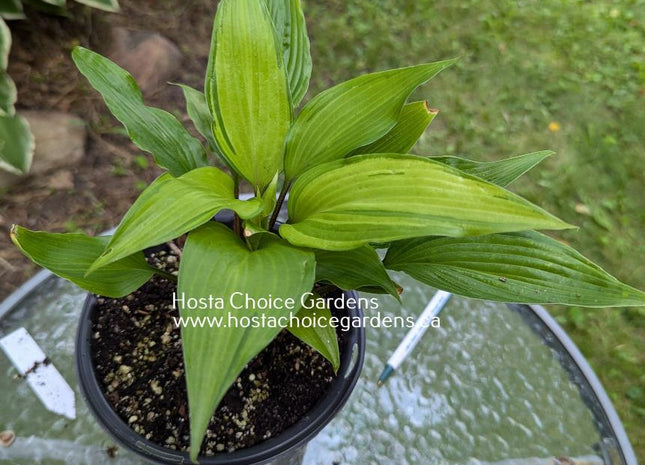 Eye Of The Dragon (14"H) - Hosta Choice Gardens - Becancour, QC