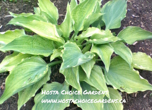 Fallen Angel (17"x35") - Hosta Choice Gardens - Becancour, QC