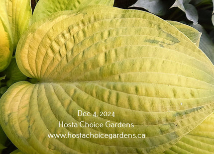 Fingerprint (24"x48") - Hosta Choice Gardens - Becancour, QC