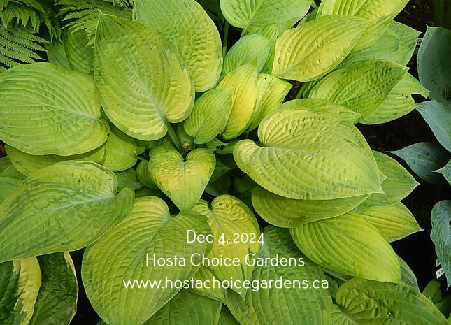 Fingerprint (24"x48") - Hosta Choice Gardens - Becancour, QC