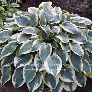 First Frost (14"x36") - Hosta Choice Gardens - Becancour, QC