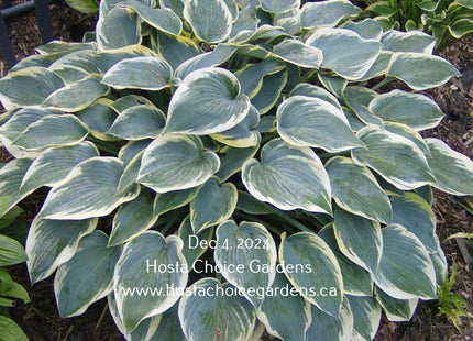 First Frost (14"x36") - Hosta Choice Gardens - Becancour, QC