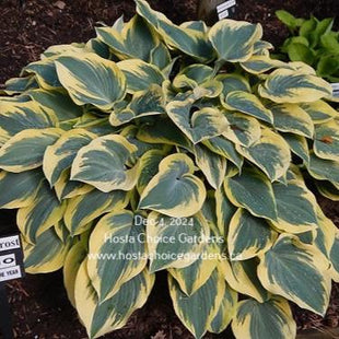 First Frost (14"x36") - Hosta Choice Gardens - Becancour, QC