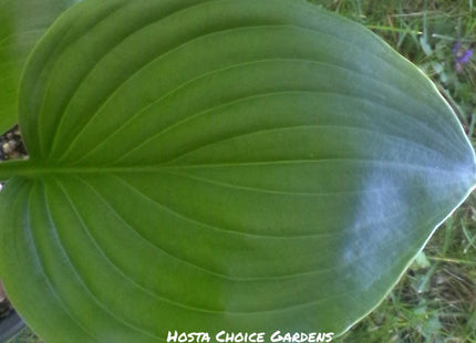 Floramora (12"x30") - Hosta Choice Gardens - Becancour, QC